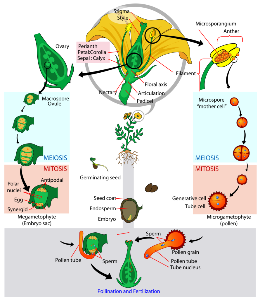 The pollination cycle in angiosperms