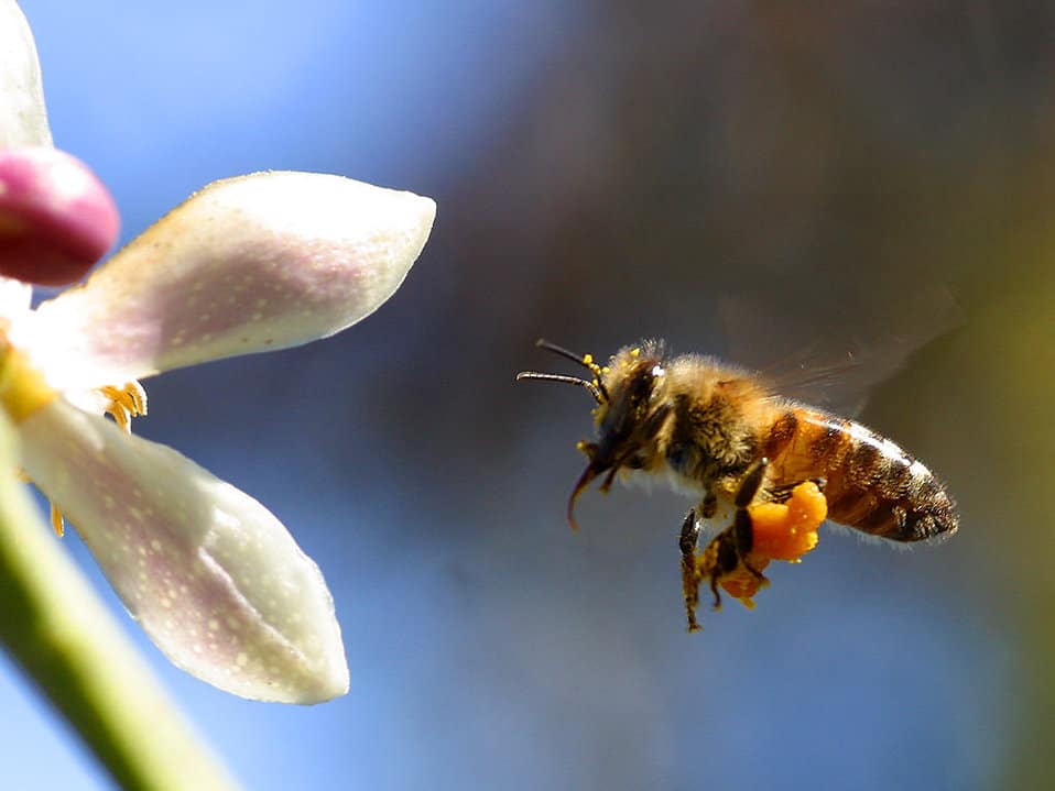 a closeup of a honeybee flying with bee pollen in its hind legs