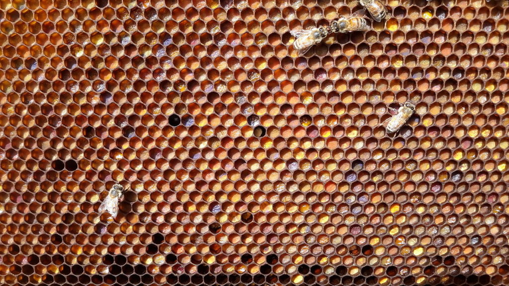 HummingBee Bee Pollen