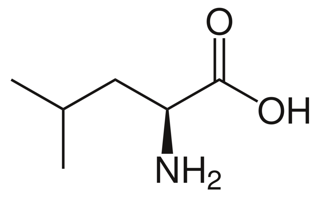 A molecule of L-leucine