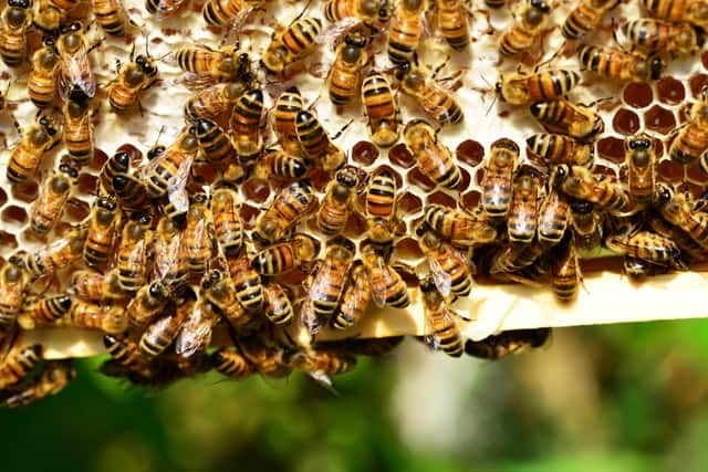 Several bees standing on a honey frame, hummingbee