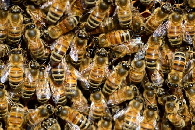Honey bees on a honey comb hummingbee