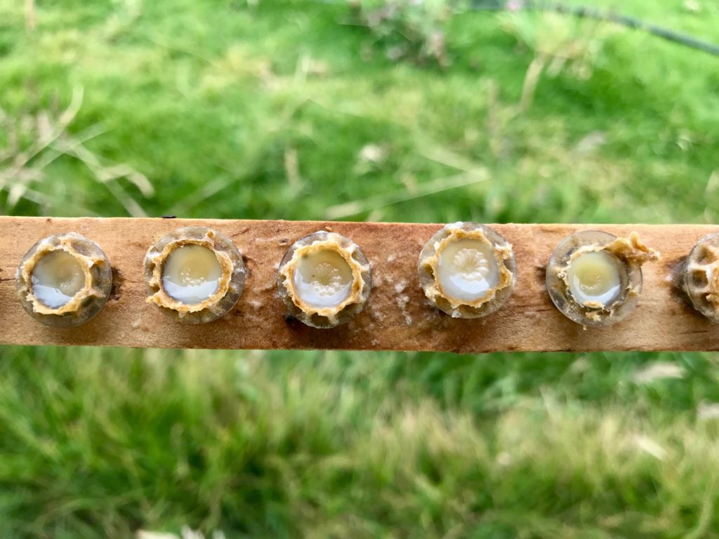 An image showing larvae floating on top of a good amount of royal jelly